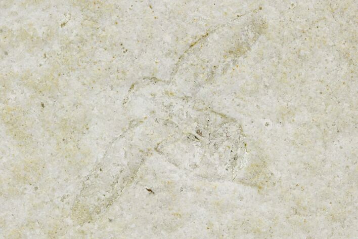 Jurassic Beetle (Coleoptera) - Solnhofen Limestone #108920